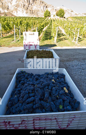 Harvesting ripe pinot noir grapes at Meyer Family Vineyards, Okanagan Falls, BC, Canada. Stock Photo