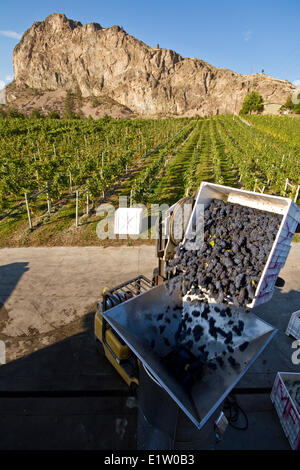 Pinot Noir grapes entering crusher during harvest, Meyer Family Vineyards, Okanagan Falls, BC, Canada. Stock Photo