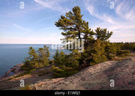White Pines overlook Georgian Bay at Phillip Edward Island, near Killarney Provincial Park, Ontario, Canad Stock Photo