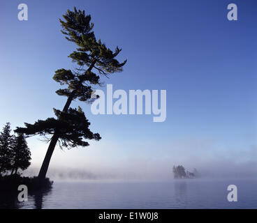 A pine tree leans over the lake with autumnal coloured trees in the ...