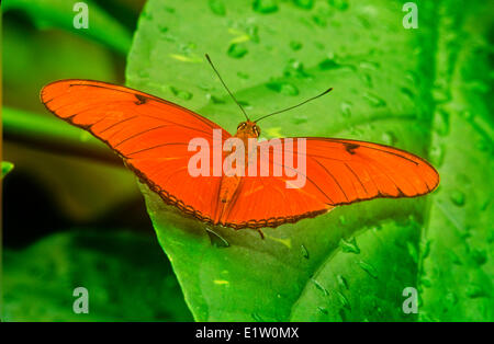 Julia Butterfly, (Dryas iulia), dorsal view, Mexico through Central America Stock Photo