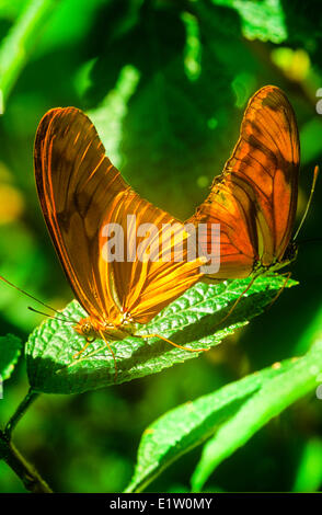 Julia Butterflies mating, (Dryas iulia) USA through neo-tropics Stock Photo