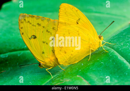 Orange-barred Sulphur Butterflies mating (Phoebis philea philea) ventral view S W USA (strays far N) S TX to Peru; Galapagos Stock Photo