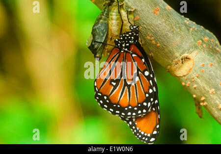 Queen Butterfly (Danaus gilippus thersippus)  emerging pupal case Resident in extreme southern United States south through Stock Photo