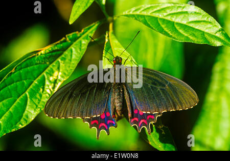 Pink-spotted Cattleheart Butterfly, (Parides photinus), male, dorsal view, NE & NW Mexico to Costa Rica Stock Photo