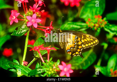 Central American' Black Swallowtail Butterfly, (Papilio polyxenes stabilis) butterfly, ventral view, Costa Rica & W Panama Stock Photo