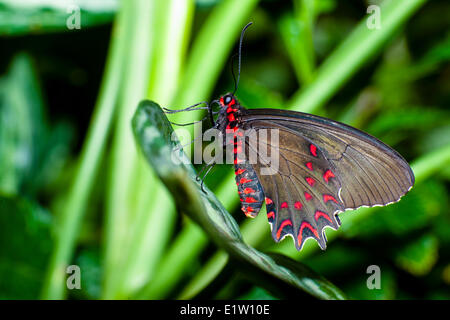 Pink-spotted Cattleheart Butterfly, (Parides photinus), ventral view, NE & NW Mexico to Costa Rica Stock Photo