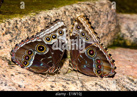 Morpho Adult Butterfly, (Morpho peleides limpida),  ventral view, Costa Rica Stock Photo