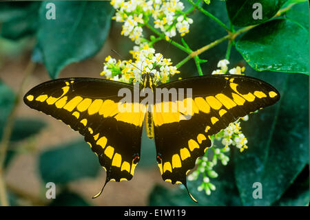 Thoas Swallowtail Butterfly (Papilio Thoas), dorsal view, Canada to Panama, Cuba Stock Photo