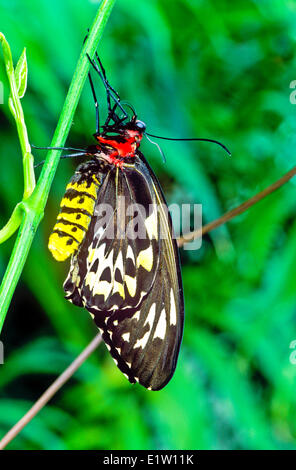 Cairns Birdwing Butterfly,(Ornithoptera euphorion), female ventral view, northeastern Australia Stock Photo