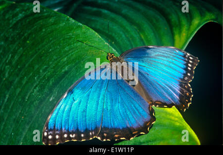 Blue Morpho Butterfly, (Morpho peleides limpida), ventral view, Central America Stock Photo
