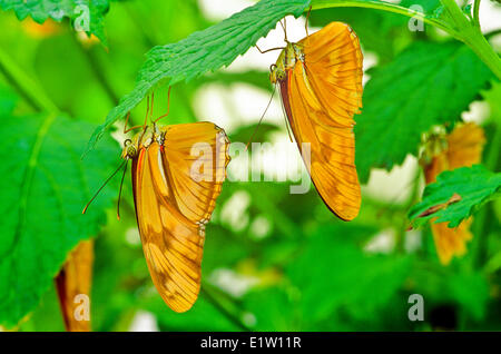 Julia Butterfly, Julia Heliconian, The Flame, or Flambeau Butterfly, (Dryas iulia), ventral view, Butterfly, Adult Stock Photo
