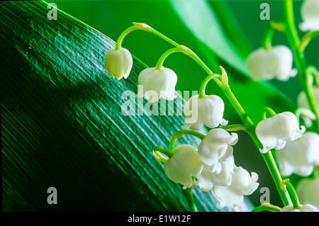 Lily of the Valley, (Convallaria majalis), wildflower Stock Photo