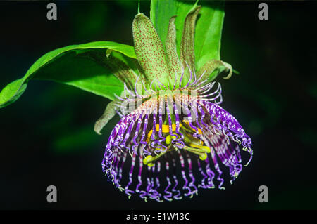 Purple Passion Flower, (Passiflora incarnata) Stock Photo