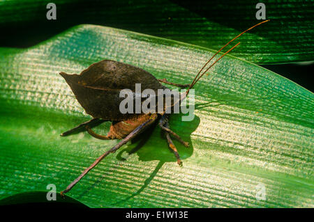 Dead Leaf Mimic katydid, Typophyllum sp. (Tettigoniidae), Camouflaged brown, Costa Rica.