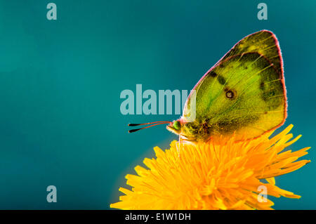 Common or Clouded Sulphur Butterfly, (Colias philodice) ventral view. Stock Photo