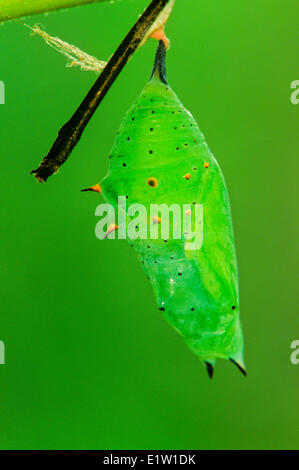 Rusty-tipped Page Butterfly pupa, (Siproeta epaphus epaphus), Central America Stock Photo