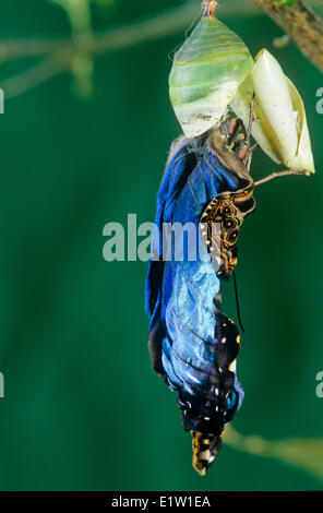 Adult Blue Morpho Butterfly, (Morpho peleides limpida),  emerging from pupa case Stock Photo