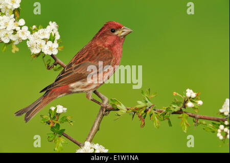 Purple Finch (Haemorhous purpureus) - Saanich BC, Canada Stock Photo