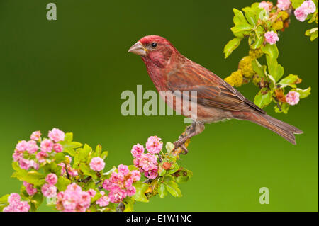 Purple Finch (Haemorhous purpureus) - Saanich BC, Canada Stock Photo