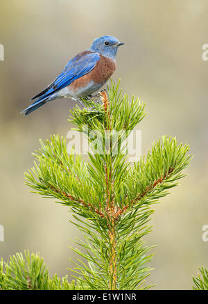 Western Bluebird (Sialia mexicana) - Deschutes National Forest, Oregon Stock Photo
