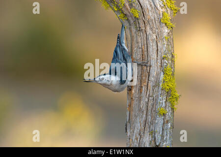 White-breasted Nuthatch (Sitta carolinensis) - Deschutes National Forest, Oregon Stock Photo