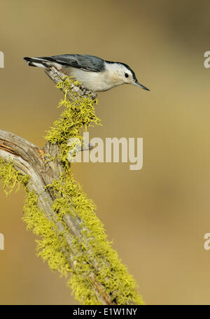 White-breasted Nuthatch (Sitta carolinensis) - Deschutes National Forest, Oregon Stock Photo