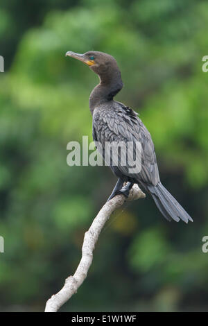 Neotropic Cormorant (Phalacrocorax brasilianus) perched on a branch in Peru. Stock Photo