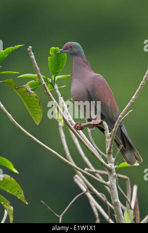 Pale-vented Pigeon (Patagioenas cayennensis) perched on a branch in Peru. Stock Photo