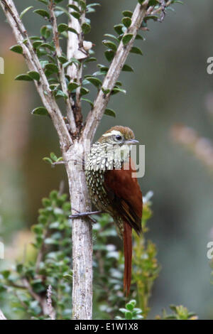 Pearled Treerunner (Margarornis squamiger) perched on a branch in Peru. Stock Photo