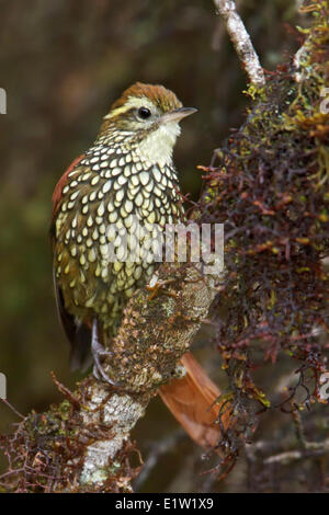 Pearled Treerunner (Margarornis squamiger) perched on a branch in Peru. Stock Photo