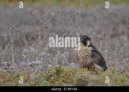 Peregrine Falcon (Falco peregrinus) perched on the ground in Peru. Stock Photo