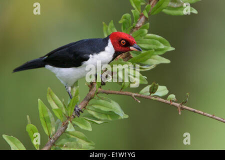 Red-capped Cardinal (Paroaria gularis) perched on a branch in Peru. Stock Photo