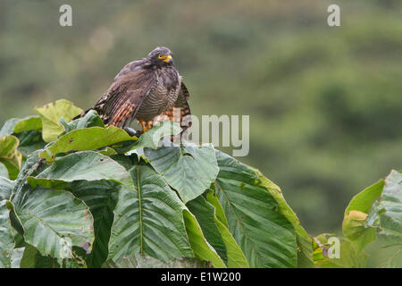 Roadside Hawk (Buteo magnirostris) perched on a branch in Ecuador. Stock Photo