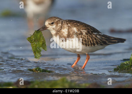 Ruddy Turnstone (Arenaria interpres) feeding along the shoreline in Peru. Stock Photo