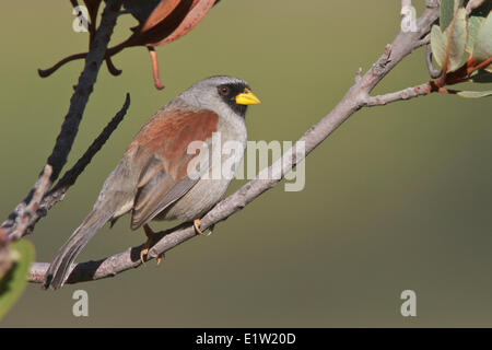 Rufous-backed Inca-Finch (Incaspiza personata) perched on a branch in Peru. Stock Photo