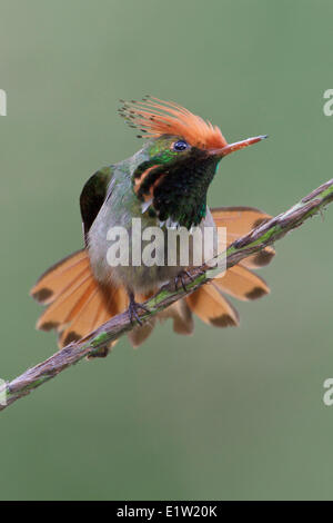 Rufous-crested Coquette (Lophornis delattrei) perched on a branch in Peru. Stock Photo