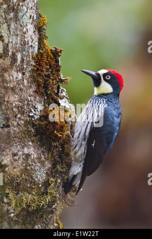 Acorn Woodpecker (Melanerpes formicivorus) perched on a branch in Costa Rica. Stock Photo