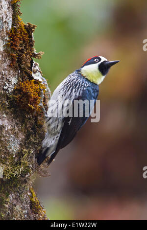 Acorn Woodpecker (Melanerpes formicivorus) perched on a branch in Costa Rica. Stock Photo