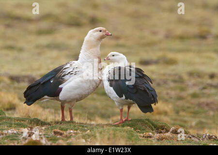 Andean Goose (Chloephaga melanoptera) perched on the ground in the highlands of Peru. Stock Photo