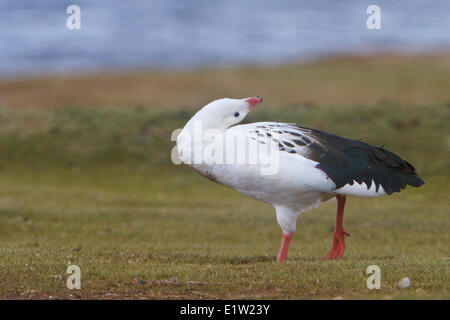 Andean Goose, Chloephaga melanoptera, perched on the ground in the highlands of Peru. Stock Photo