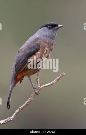 Bay-vented Cotinga (Doliornis sclateri) perched on a branch in Peru. Stock Photo