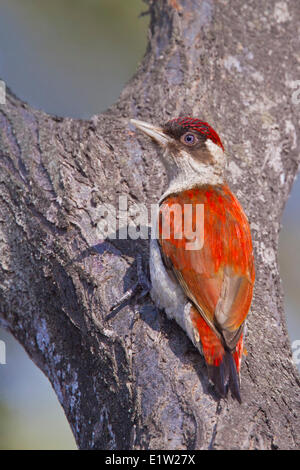 Scarlet-backed Woodpecker (Veniliornis callonotus) perched on a branch in Peru. Stock Photo