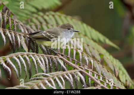 Short-crested Flycatcher (Myiarchus ferox) perched on a branch in Ecuador. Stock Photo