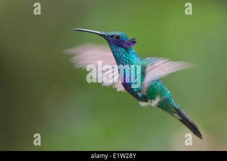 Sparkling Violet-ear (Colibri coruscans) flying while feeding at a flower in Peru. Stock Photo