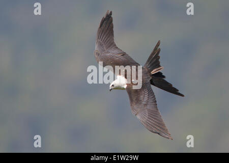 Swallow-tailed Kite (Elanoides forficatus) flying in Peru. Stock Photo