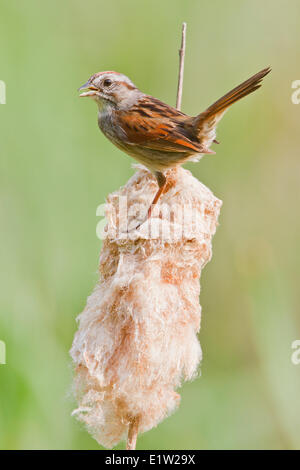 Swamp Sparrow, Melospiza georgiana, perched on a cattail in Eastern Ontario, Canada. Stock Photo
