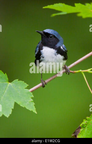 Black-throated Blue Warbler (Dendroica caerulescens) perched on a branch in Eastern Ontario, Canada. Stock Photo