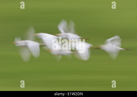 Cattle Egret (Babulcus ibis) flying in a march in Costa Rica. Stock Photo