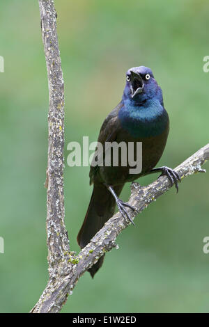 Common Grackle, Quiscalus quiscula, perched on a branch in Eastern Ontario, Canada. Stock Photo